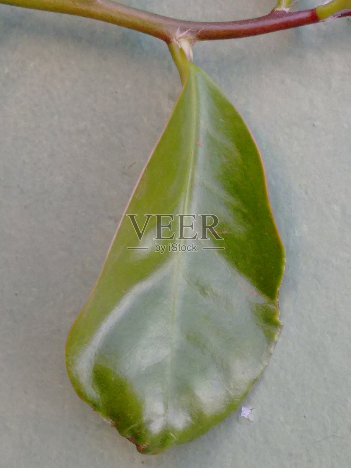 凭借其厚实而带刺的叶子,刺梨(Pereskia aculeata)能够在恶劣环境中生存,最大限度地利用可用资源。这些叶子对于光合作用和在干旱期间的水分储存至关重要。照片摄影图片