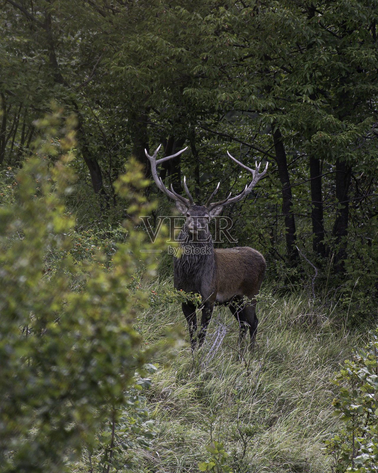 在空地中央发现的鹿照片摄影图片
