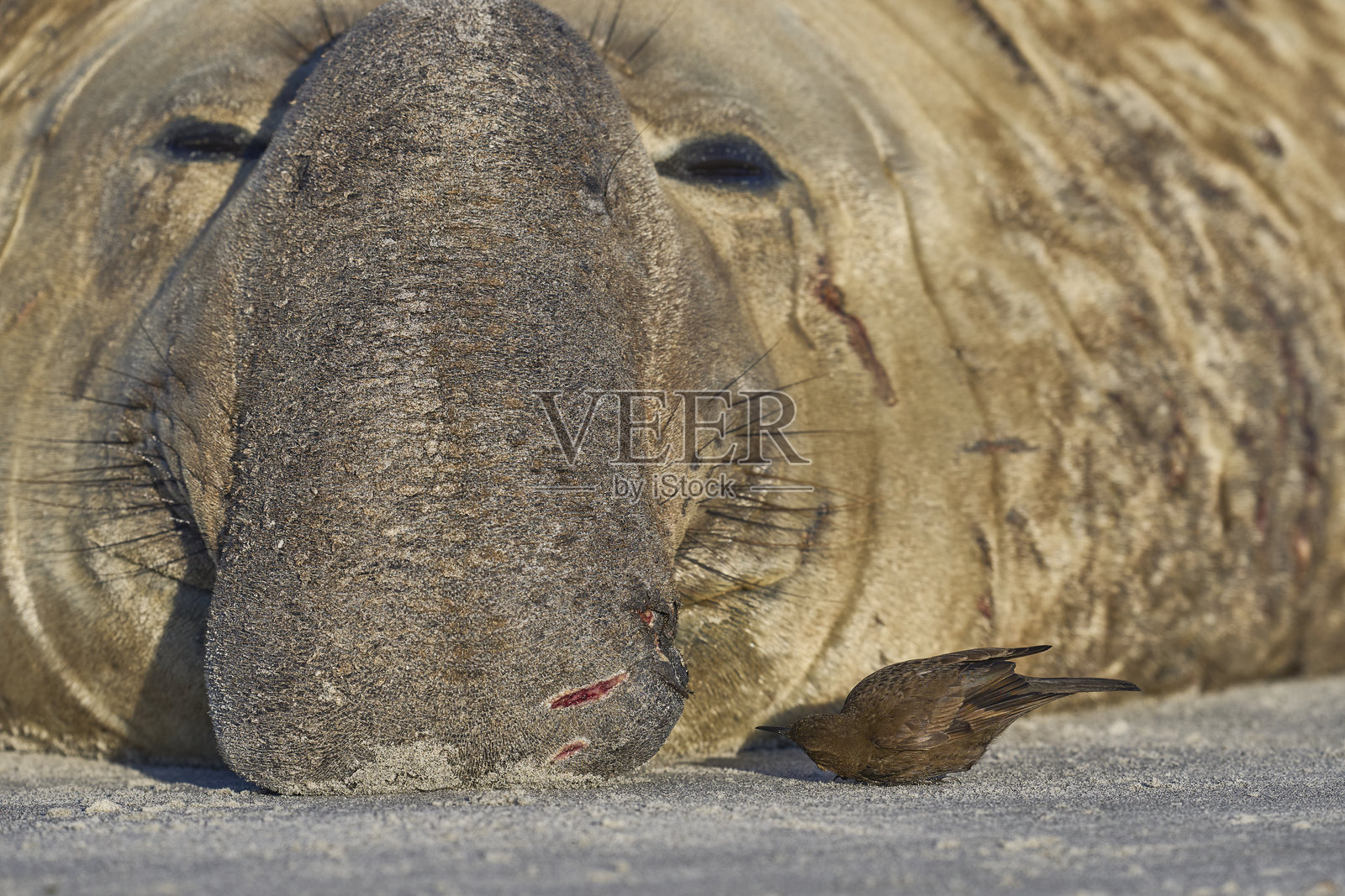 图萨克鸟和南方海象照片摄影图片