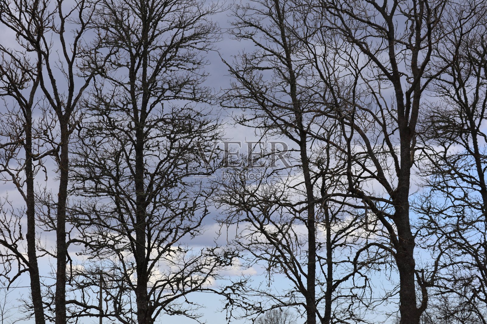 一棵光秃秃的树枝在蓝天背景下照片摄影图片