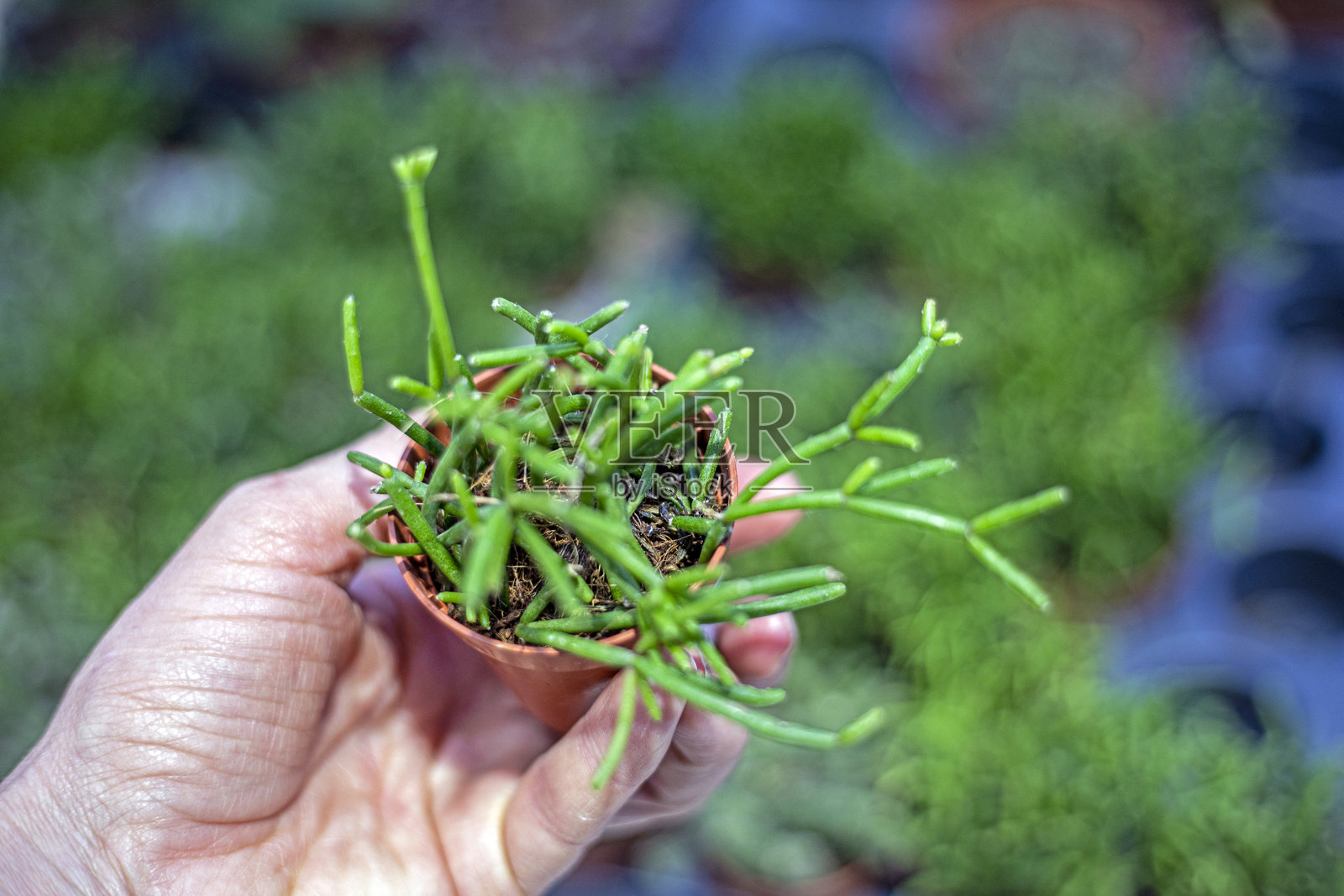 手持一小盆瑞士藤。种植多肉植物照片摄影图片