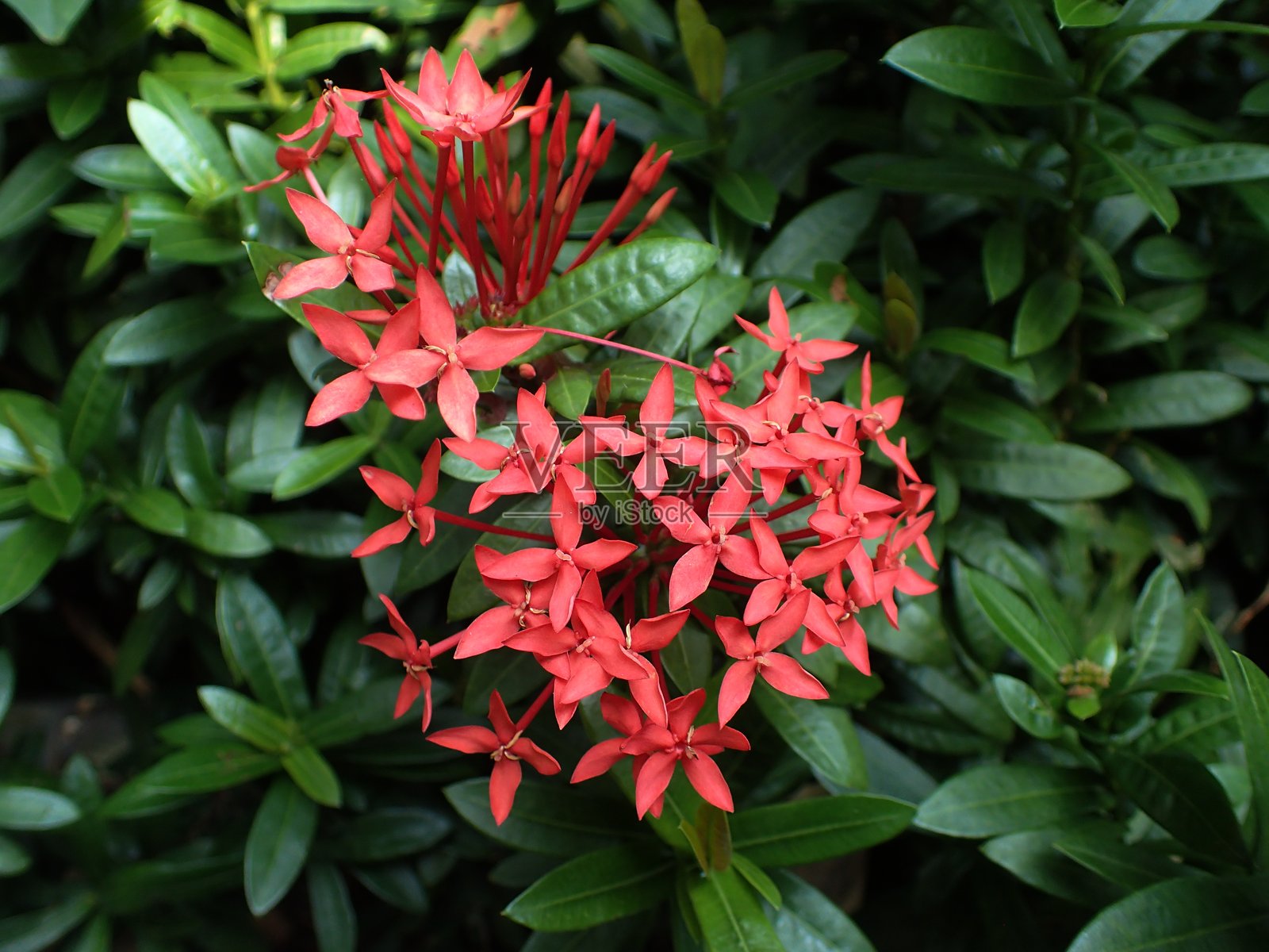 泰国的丛林石榴花正在盛开。照片摄影图片