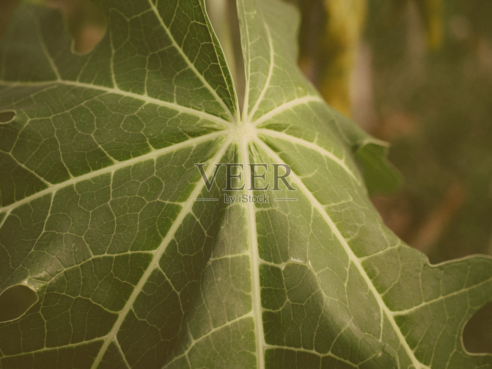 木瓜叶的纹理照片摄影图片