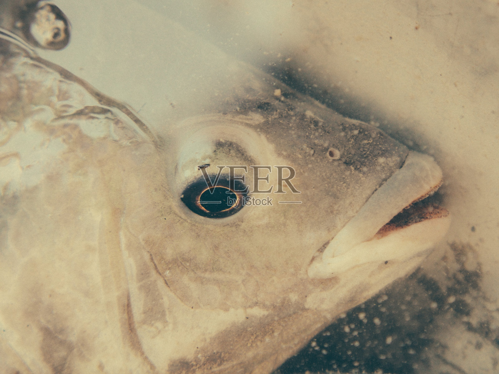 泰国新鲜鱼照片摄影图片