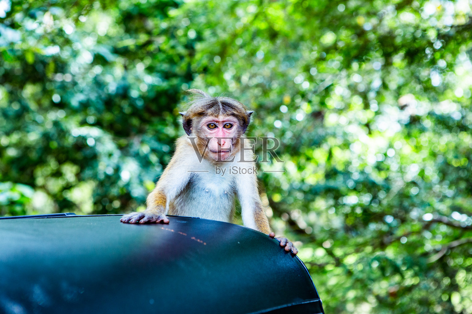 野生猴子在斯里兰卡的公园中自由漫游照片摄影图片