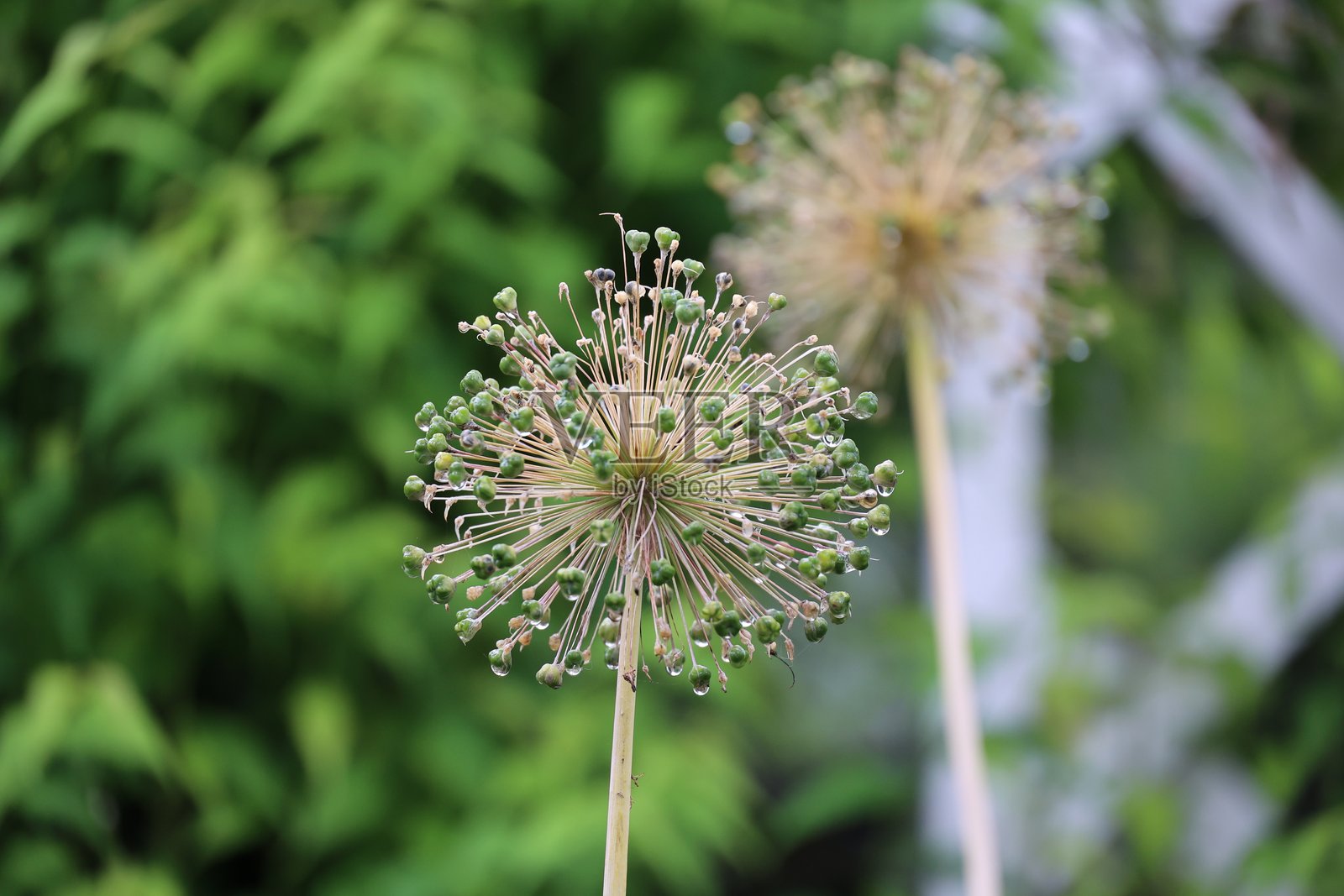 挪威斯塔万格市花园中的日本五节芋特写照片摄影图片