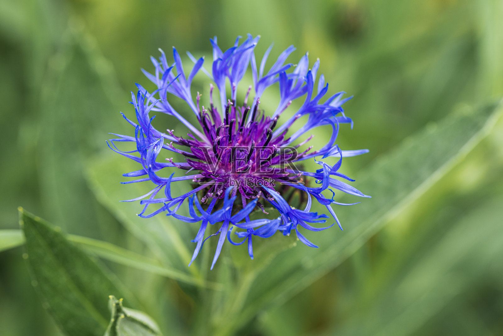春天的蓝色山花照片摄影图片