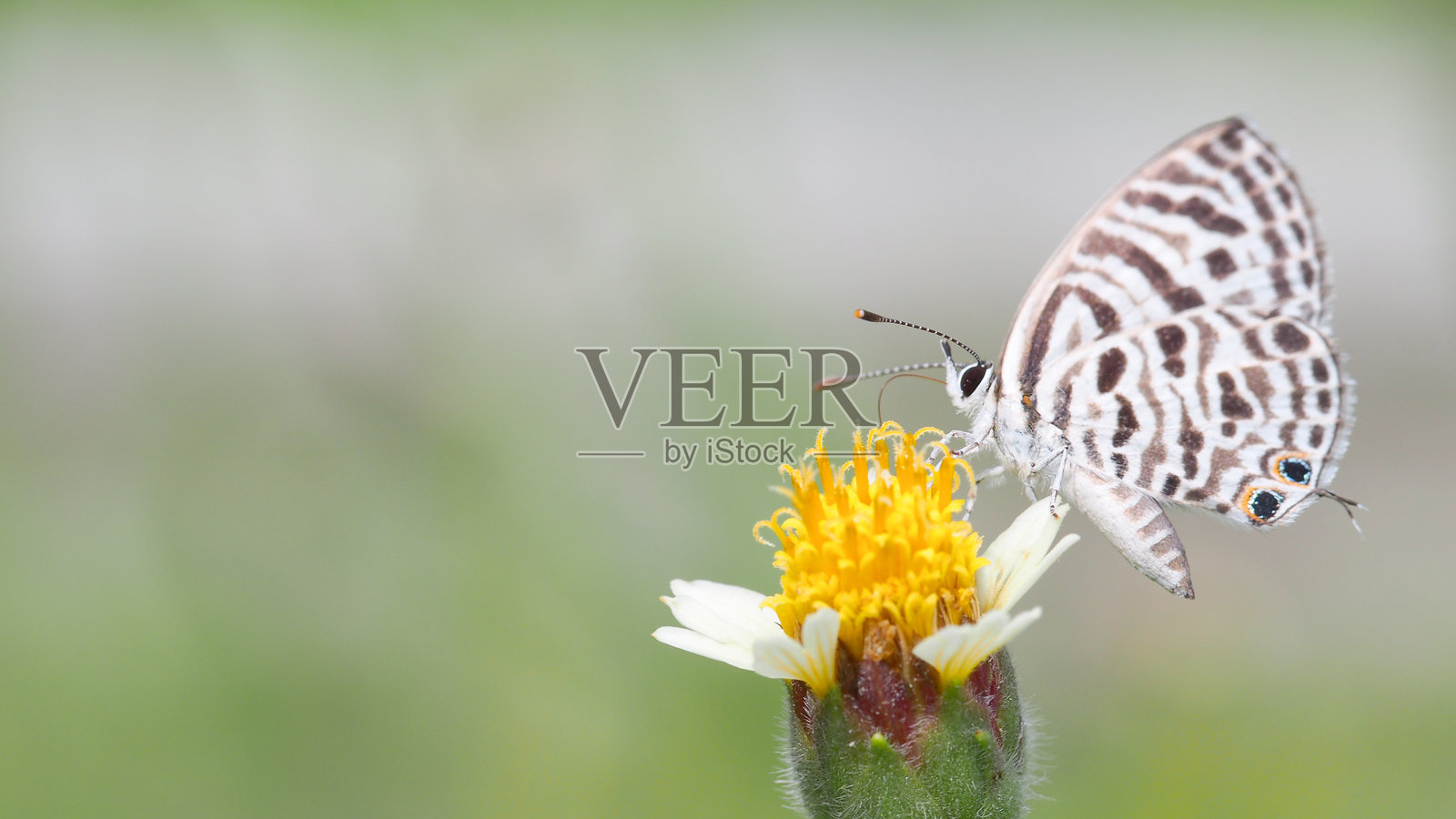 精致的蝴蝶停在绿色草叶上,适合自然和野生动物项目照片摄影图片