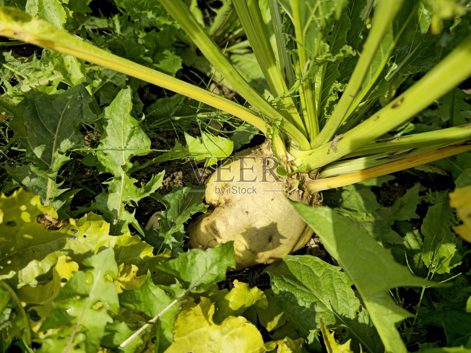甜菜照片摄影图片