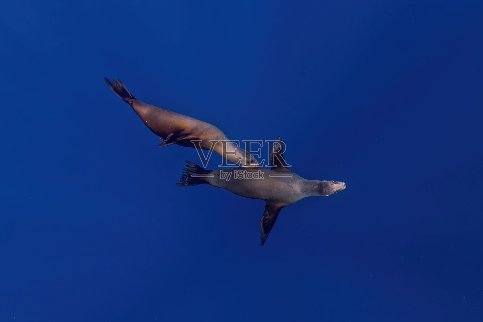 巴哈马格达莱纳(墨西哥)的海狮照片摄影图片