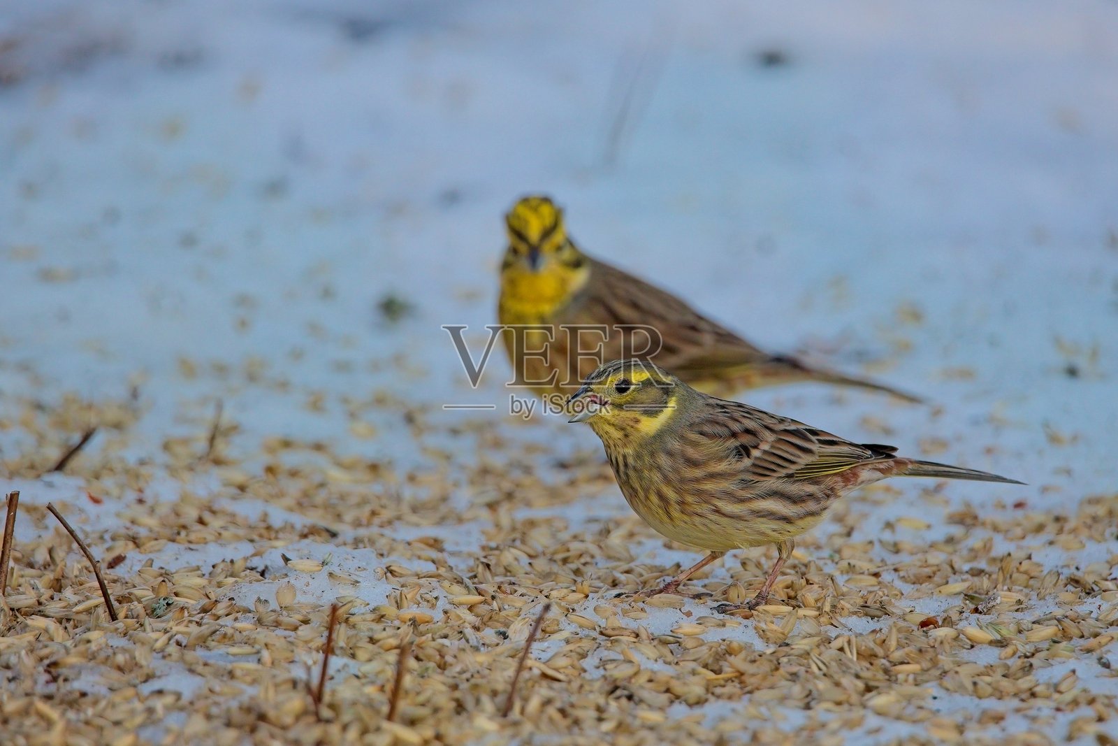 黄鹀(emberiza citrinella)。照片摄影图片