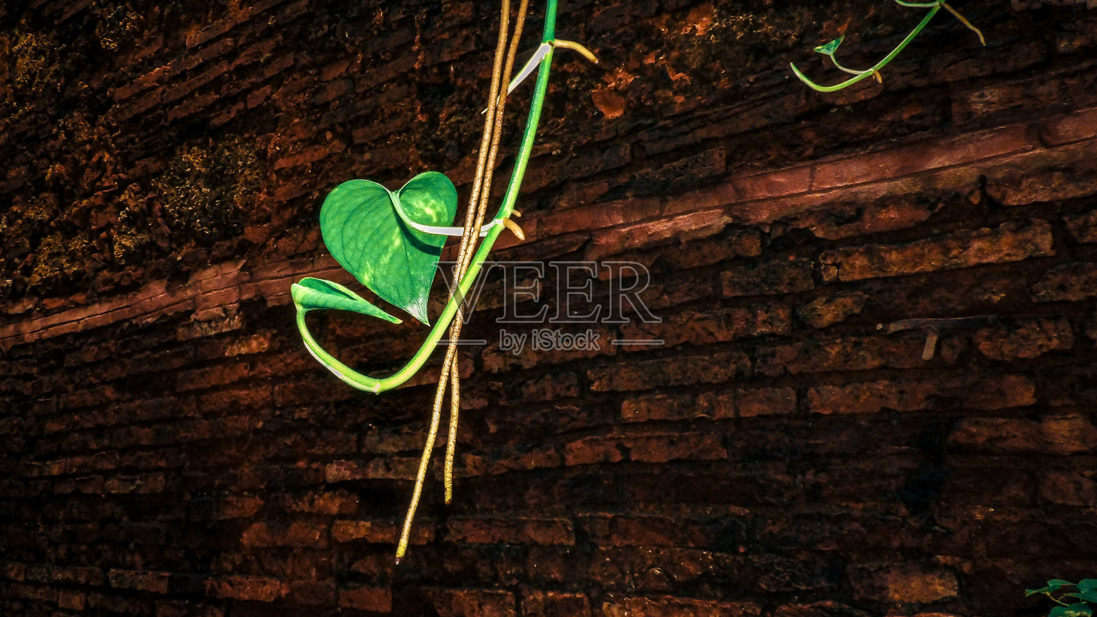 心形叶子与砖墙背景。照片摄影图片