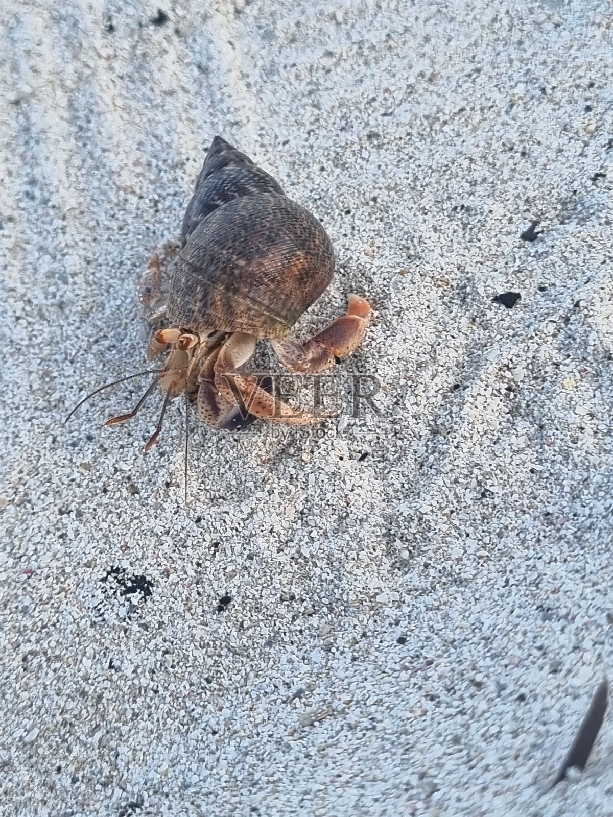 斯奎德瓦德先生照片摄影图片