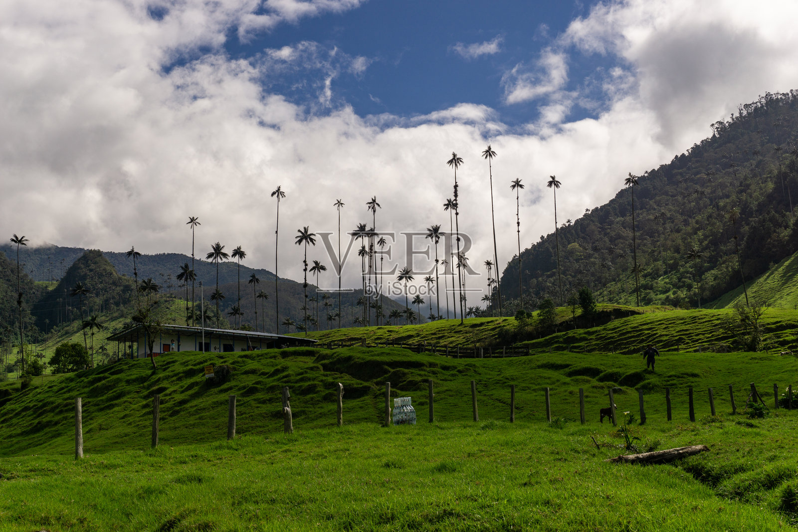 昆迪奥蜡棕榈,Ceroxylon quindiuense树木在哥伦比亚萨伦托的科科拉谷照片摄影图片