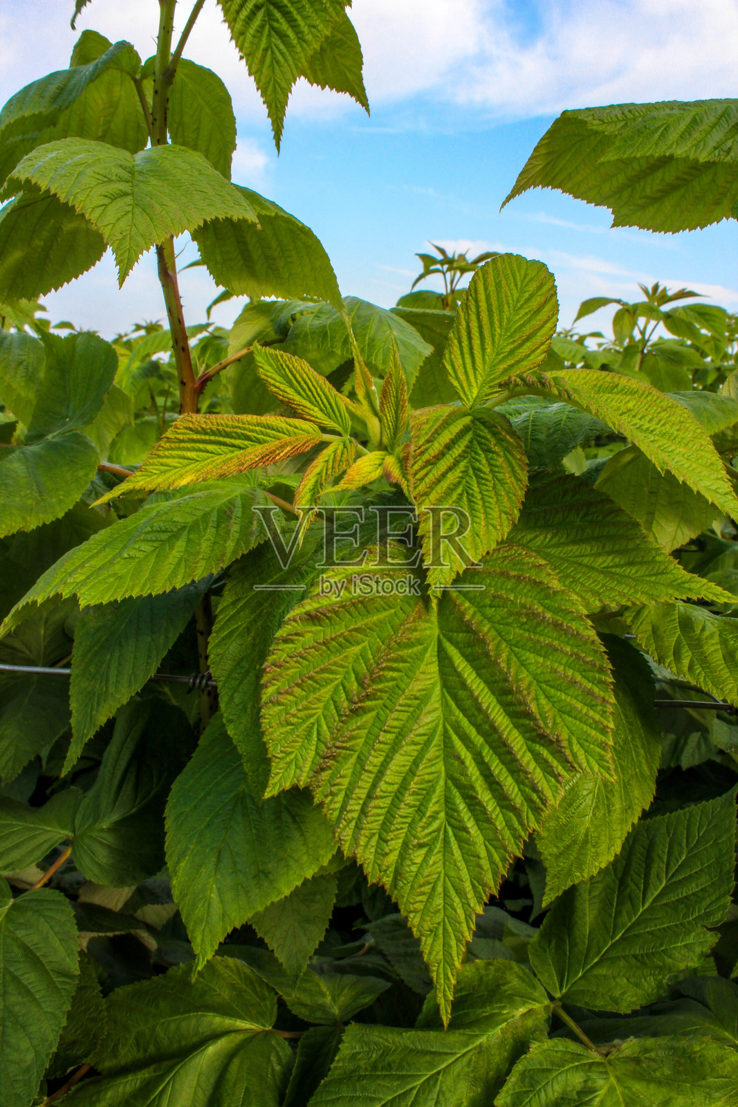 绿色覆盆子植物与有纹理的叶子照片摄影图片