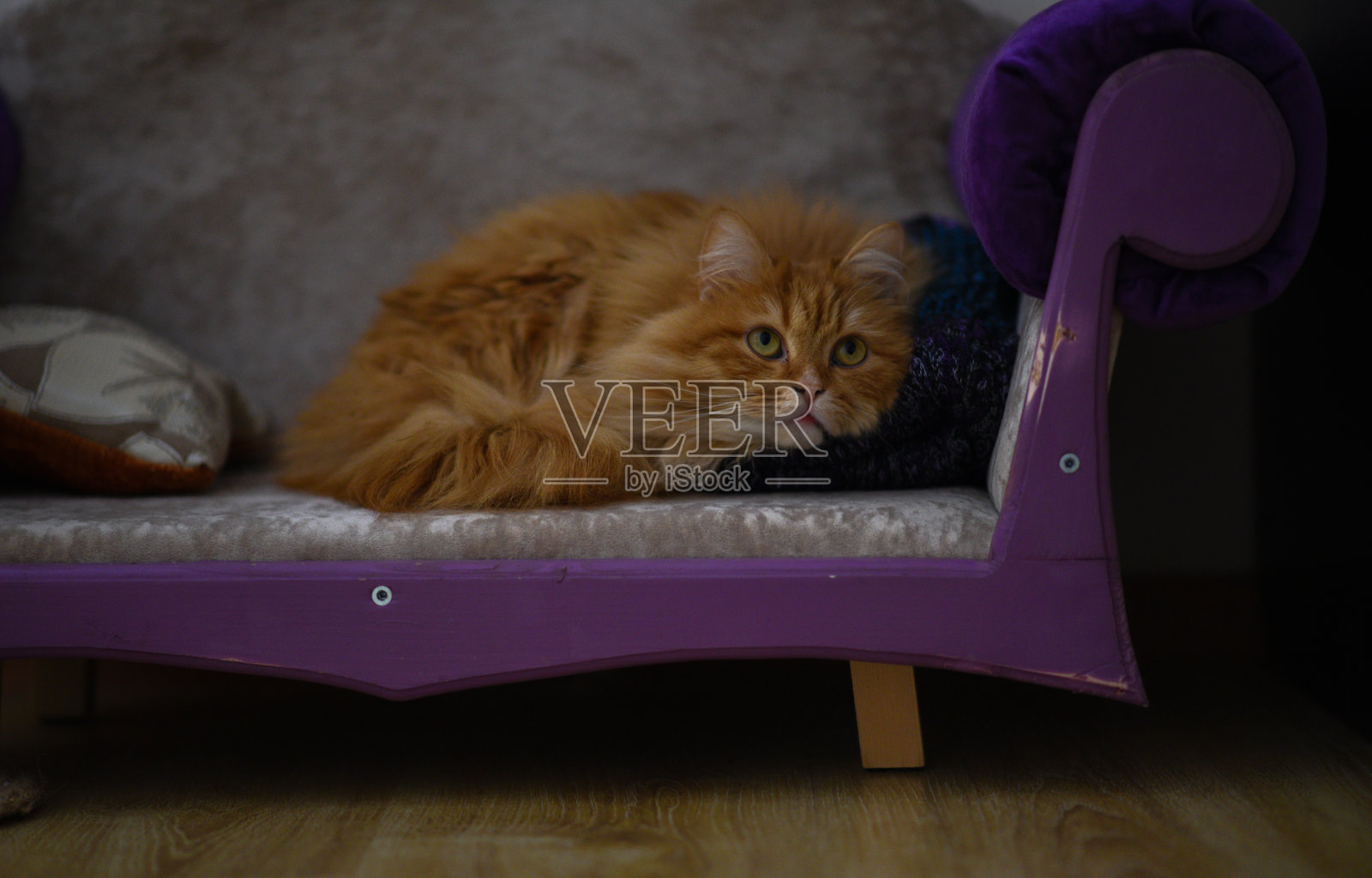 猫照片摄影图片