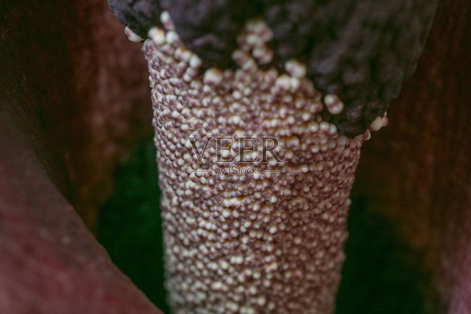 魔芋 - 魔鬼舌花照片摄影图片