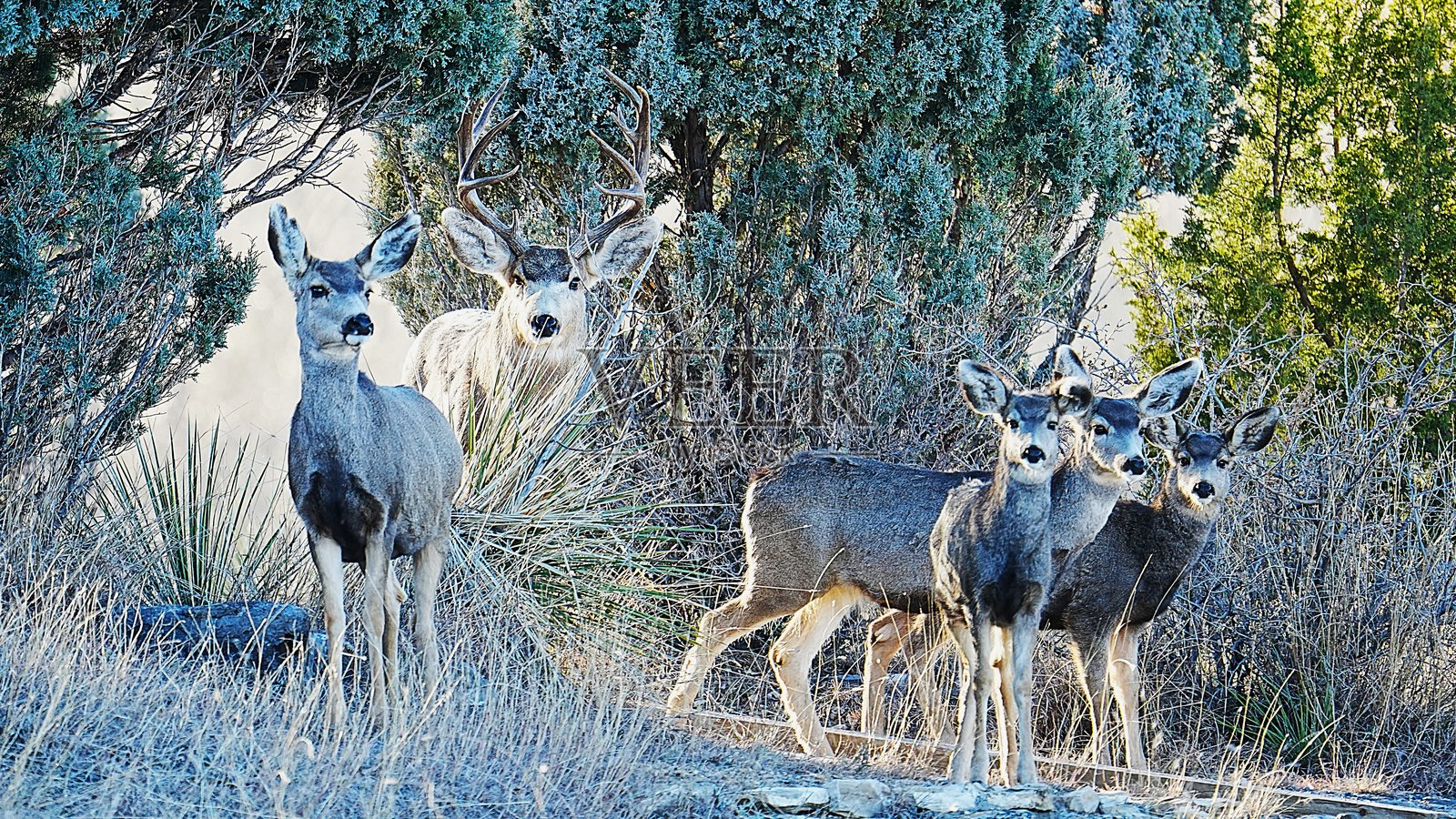 野生动物。美丽的湖泊坐落在山谷中,周围是坚固的分层基岩上的化石足迹。克莱顿湖州立公园和克莱顿新墨西哥州的恐龙足迹。照片摄影图片