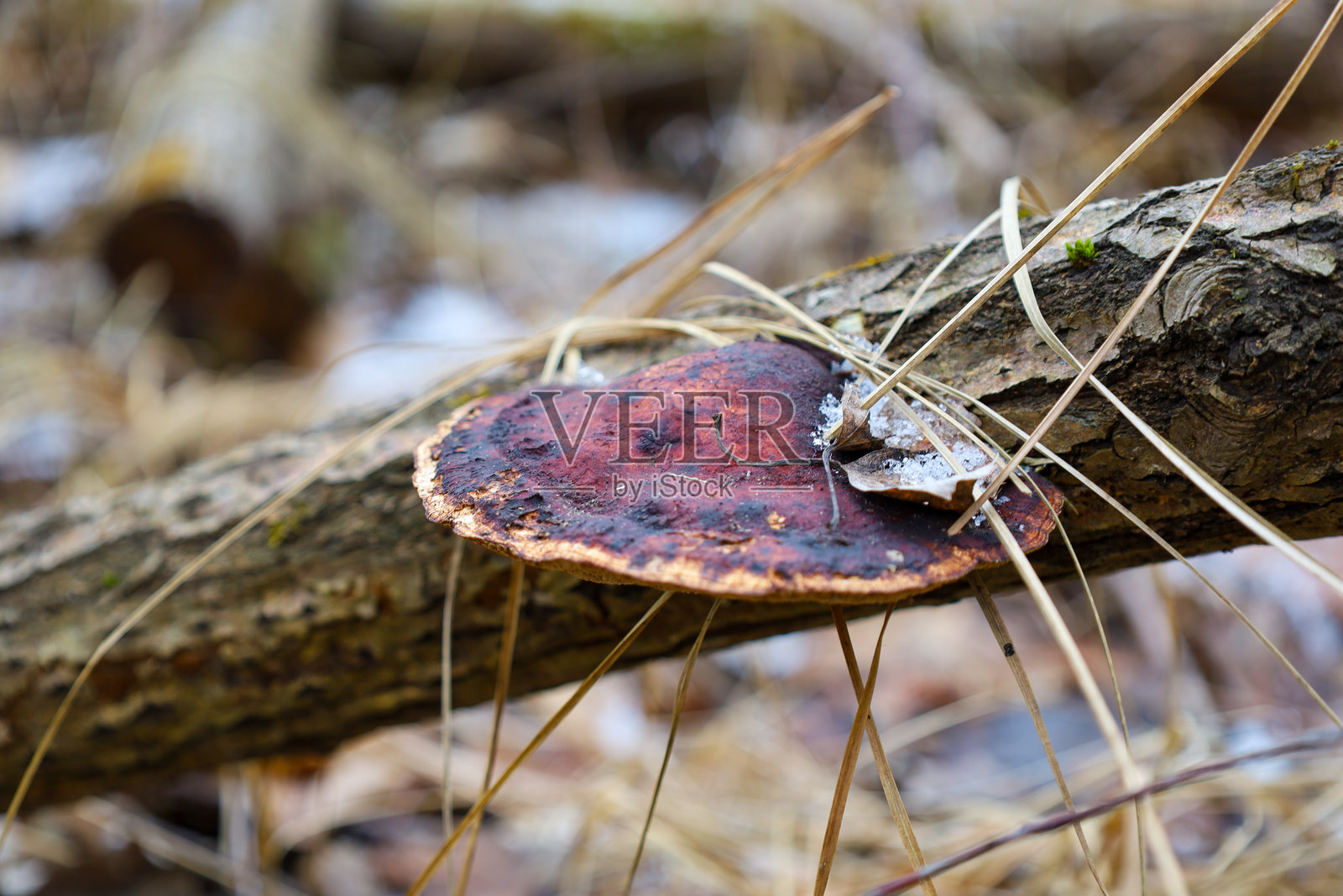 森林中老树枝上的鲜红毒蘑菇。春季森林中寄生蘑菇的主题。照片摄影图片
