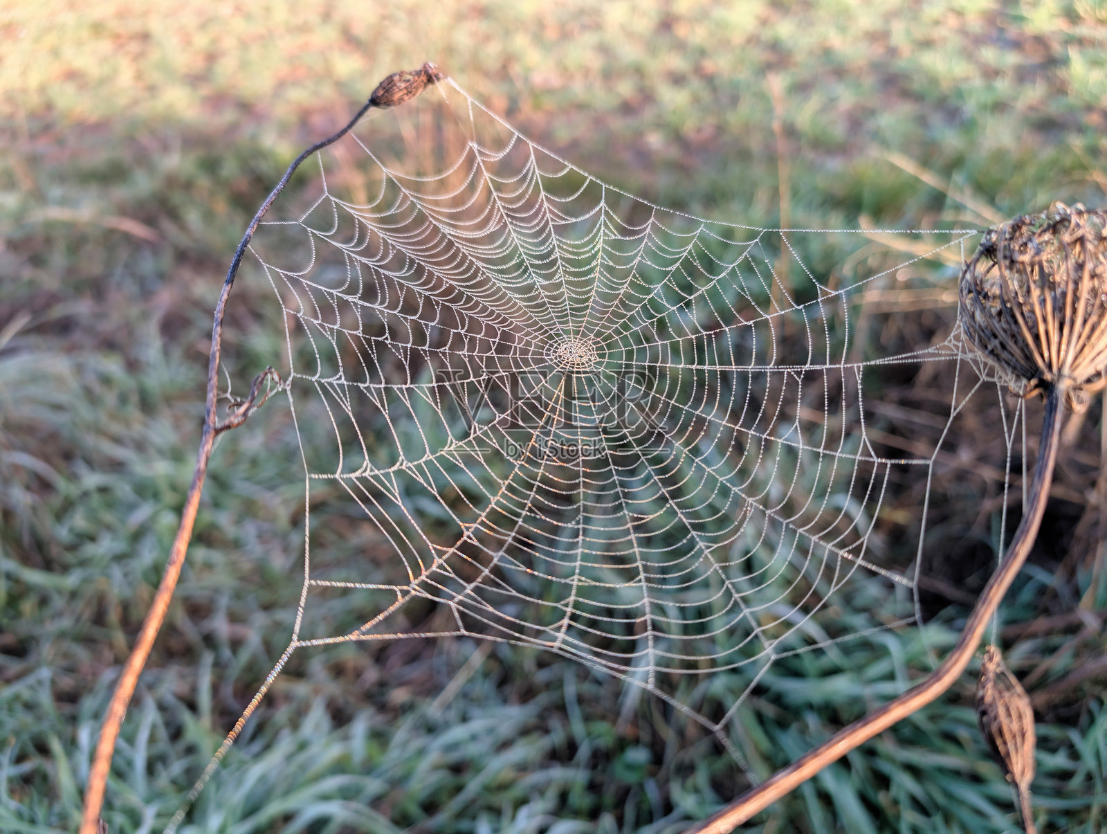 蜘蛛网,网络,露珠,早晨,结构,树枝,公园,捕捉,阳光,自然,照片摄影图片