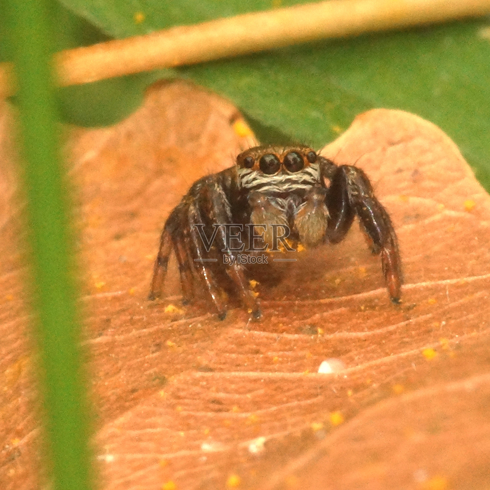 跳跃蜘蛛雌性,Evarcha arcuata照片摄影图片