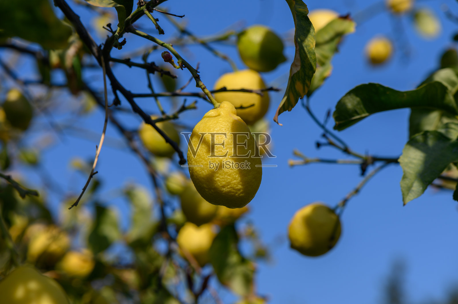 明亮的柠檬在阳光明媚的果园中,清澈的蓝天下从树枝上挂着。照片摄影图片