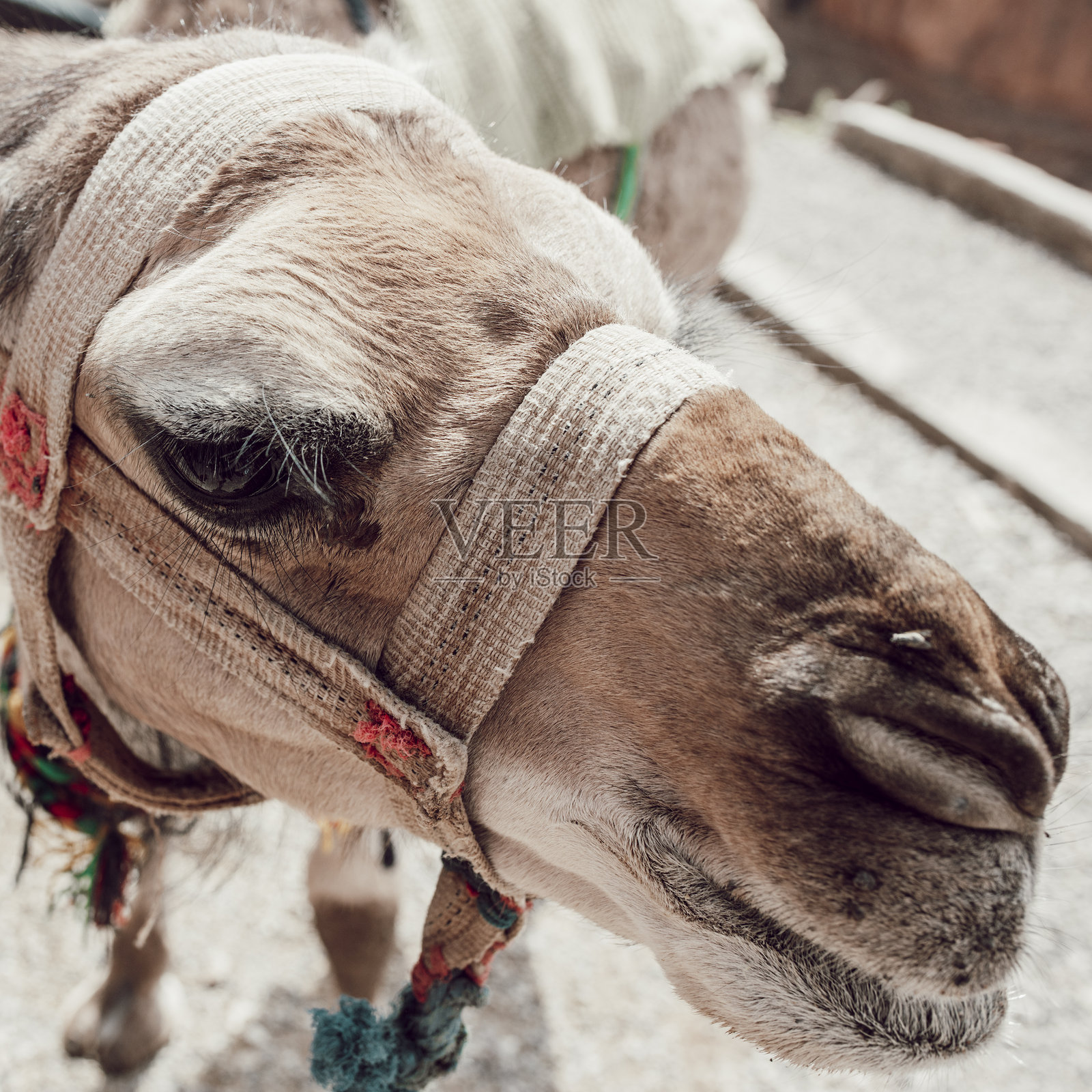 好奇而友好的摩洛哥单峰驼特写镜头照片摄影图片