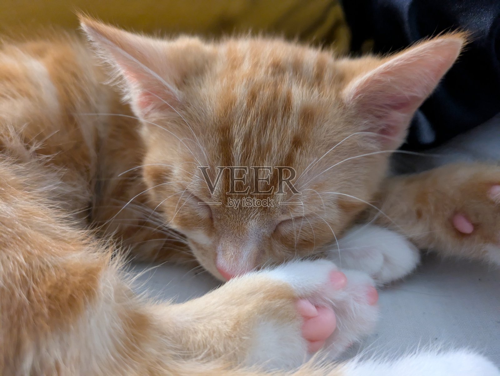 小猫在睡觉照片摄影图片