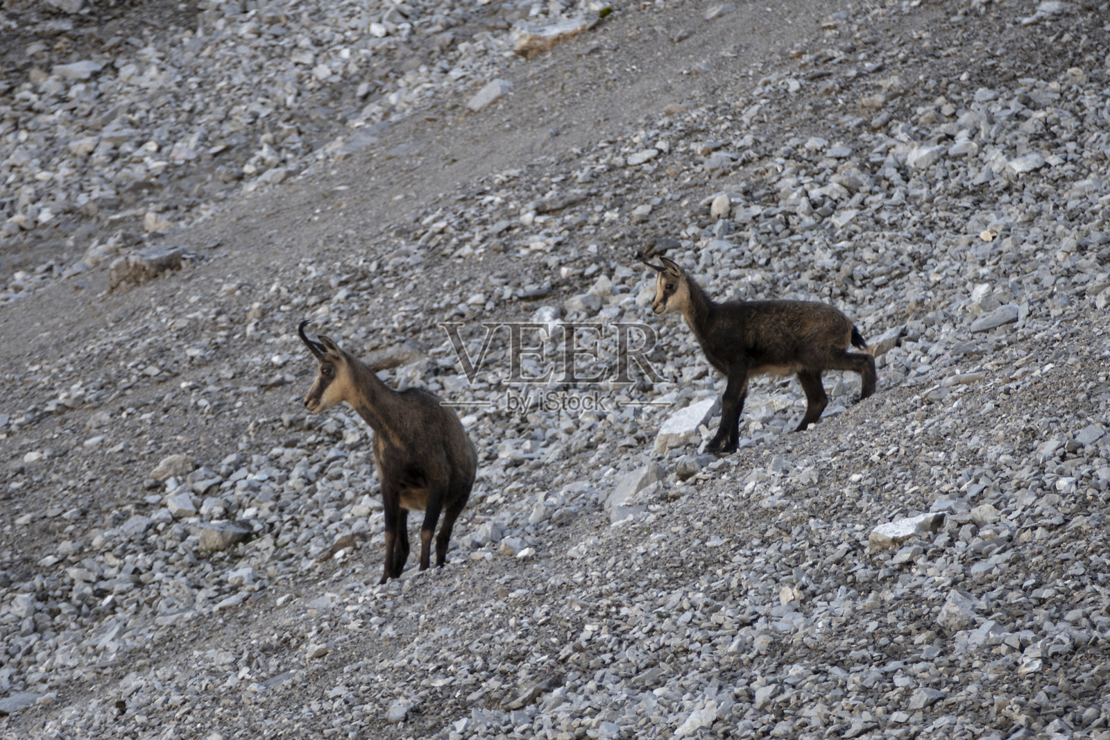 奥地利卡尔文德尔高路上的一群岩羚羊照片摄影图片