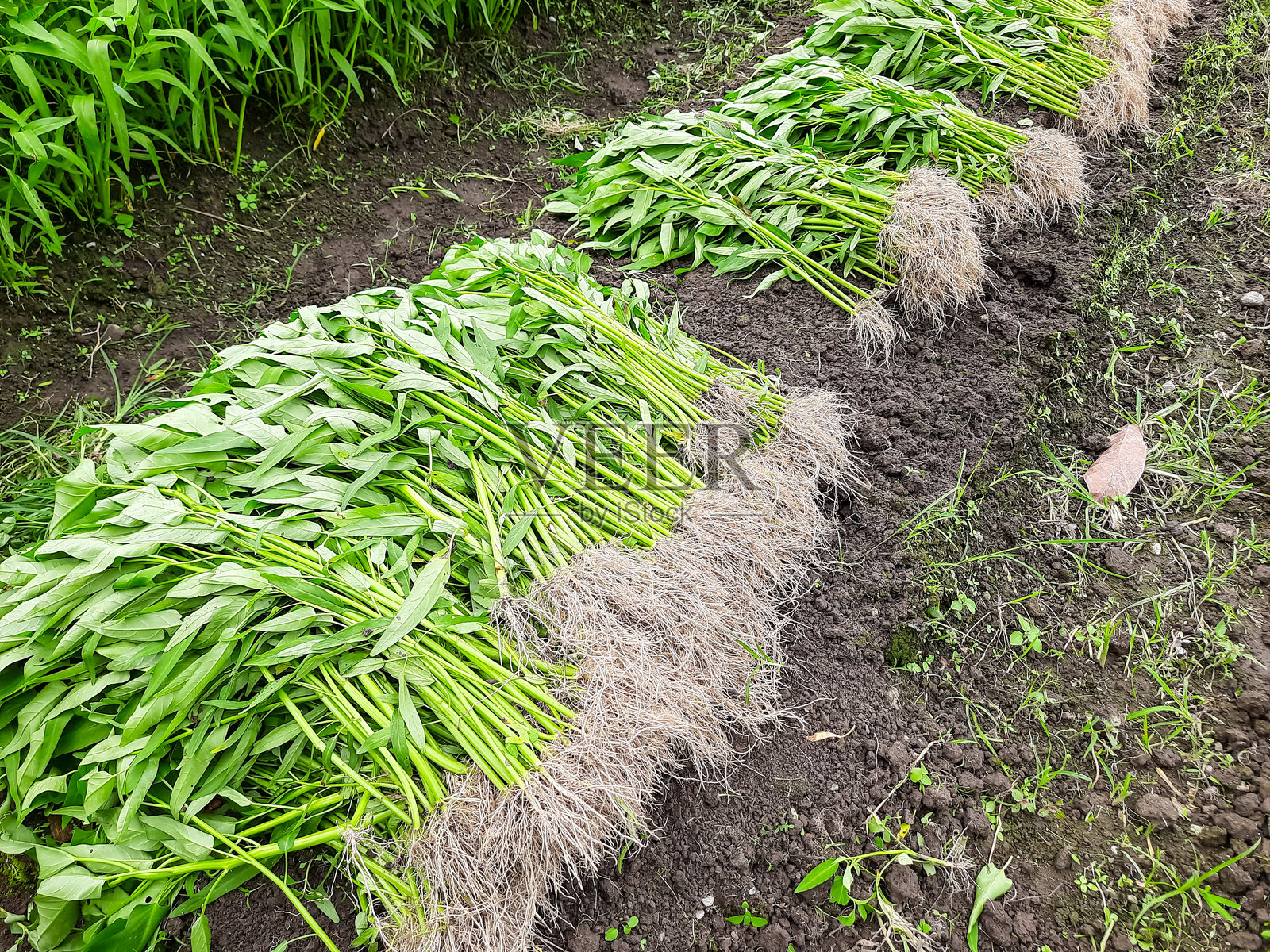 新鲜采摘的空心菜或江冬在农田上照片摄影图片