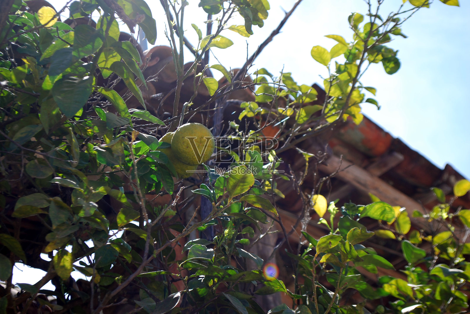 郁郁葱葱的柑橘树与屋顶背景照片摄影图片