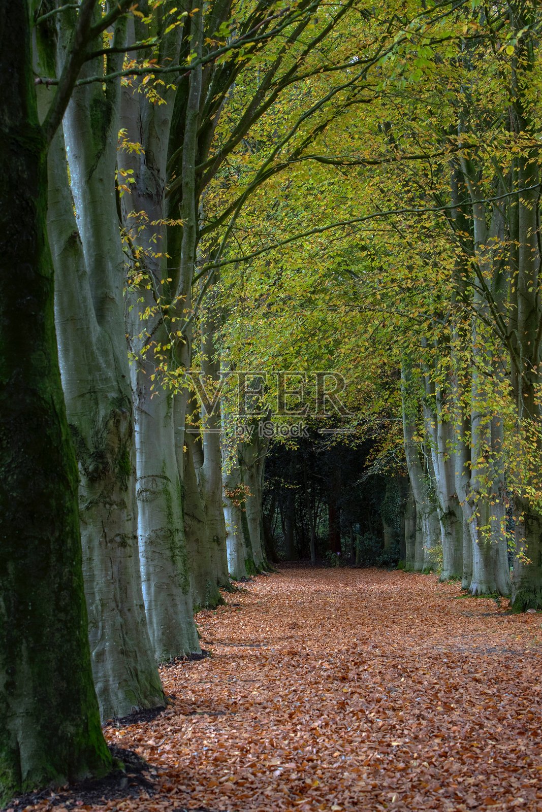 在大自然或森林中散步。照片摄影图片