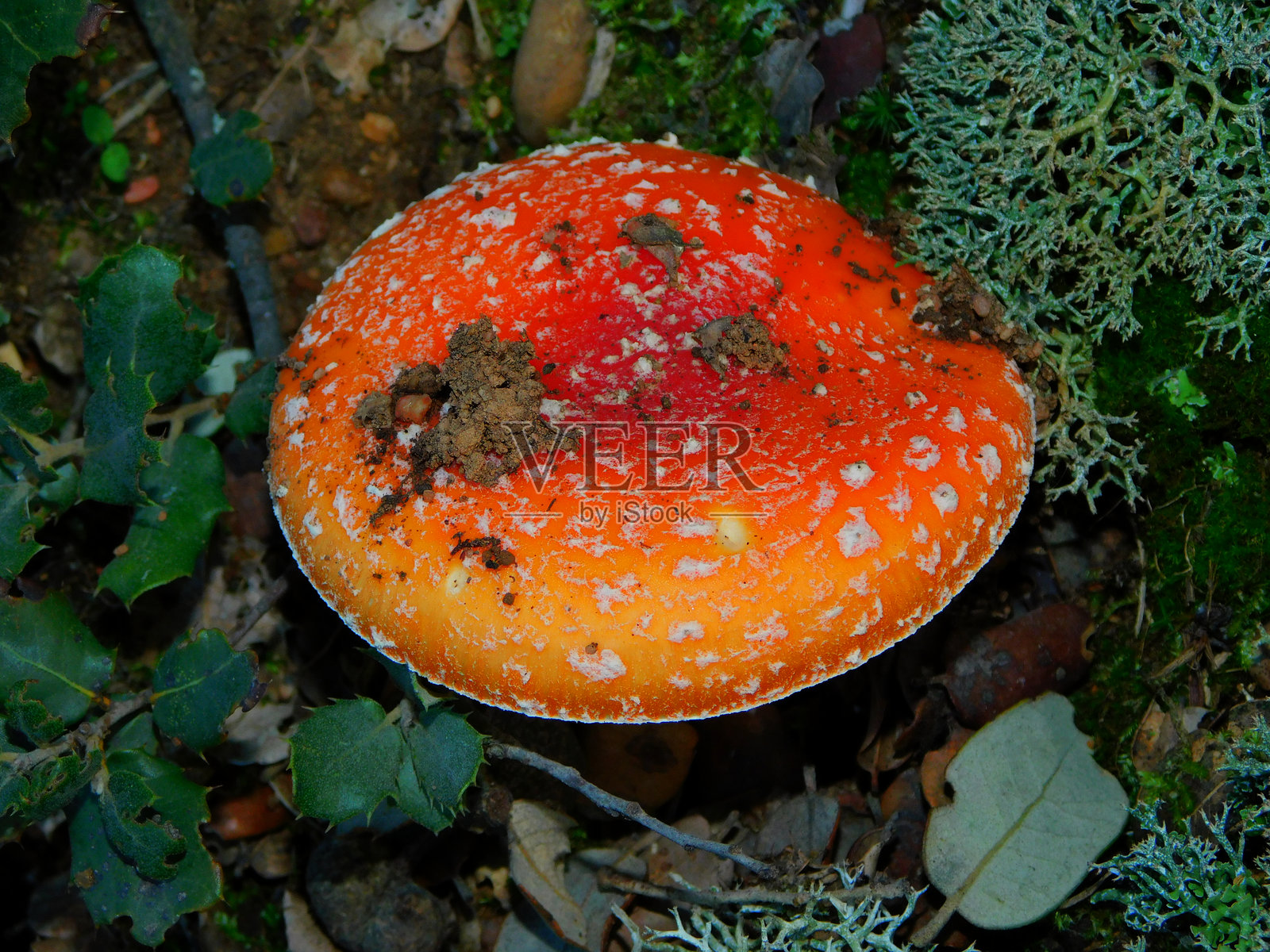 森林中的苍蝇伞蘑菇照片摄影图片