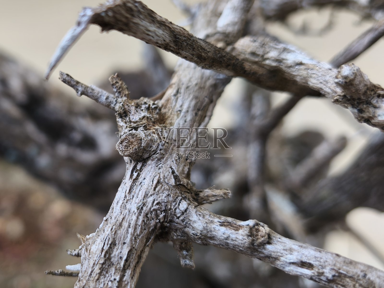 干燥的三角梅花植物茎和长有草的花盆土壤照片摄影图片