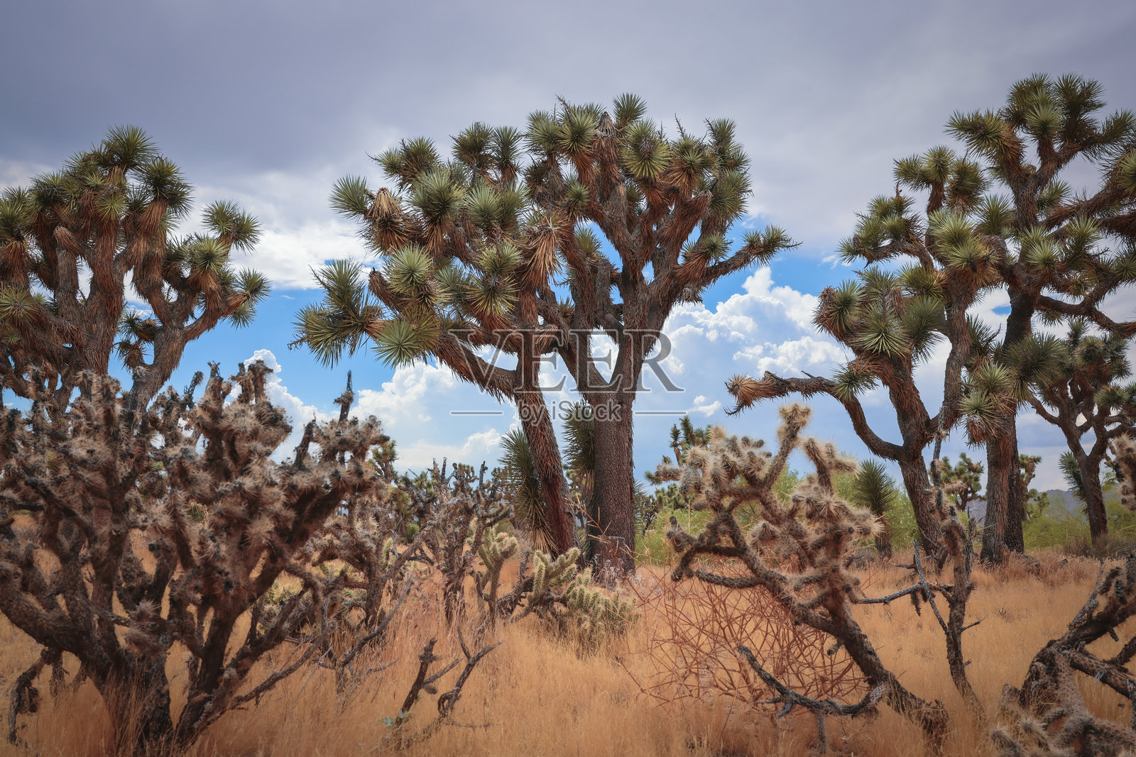 约书亚树景观与多云的天空照片摄影图片