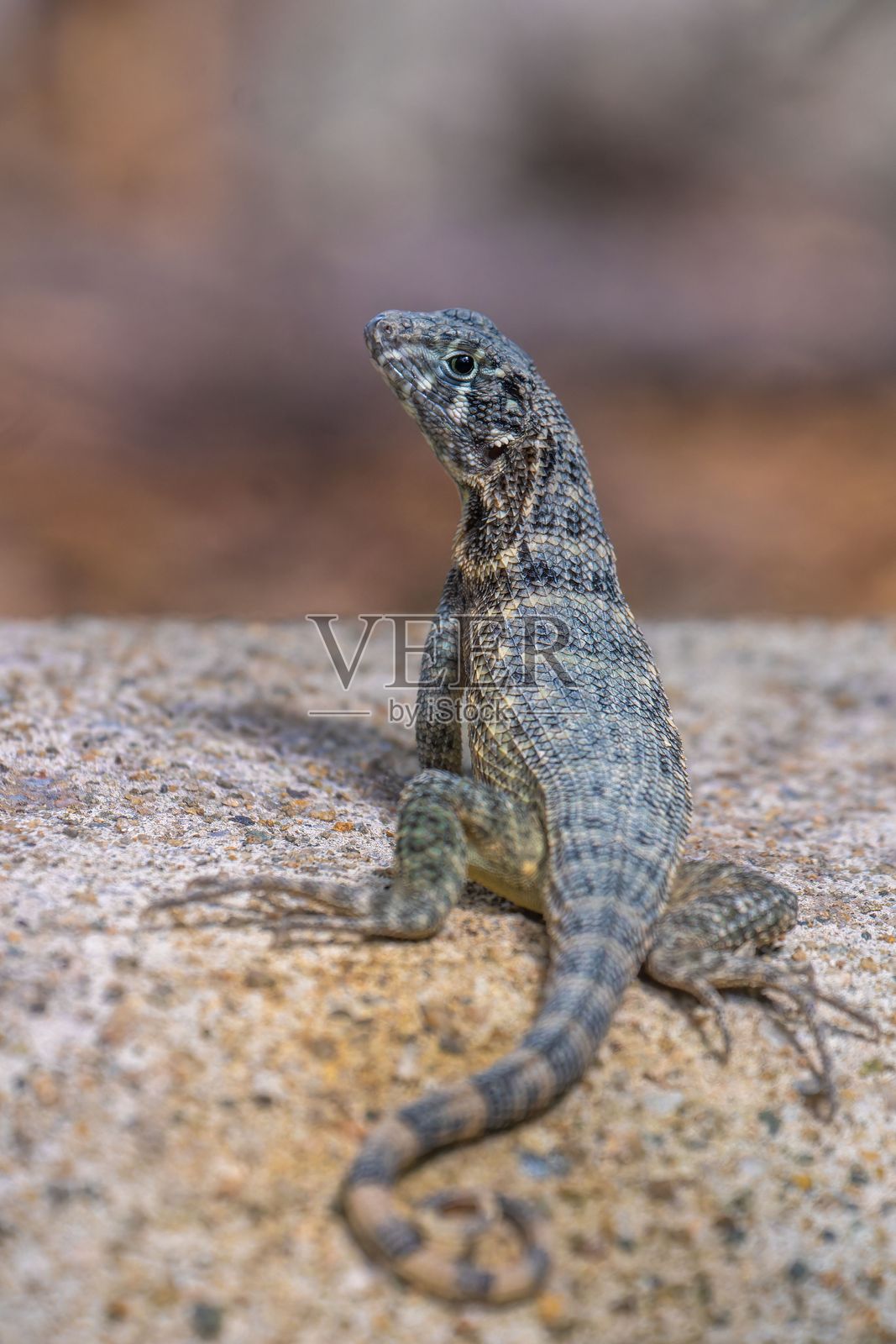 蜥蜴栖息在岩石上,鳞片细节清晰可见。照片摄影图片