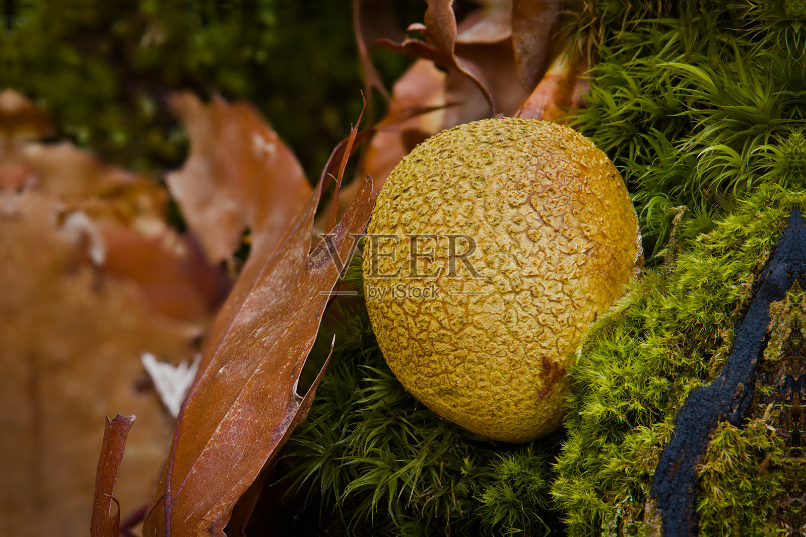 奥尔什丁城市森林。苔藓中的蘑菇。照片摄影图片