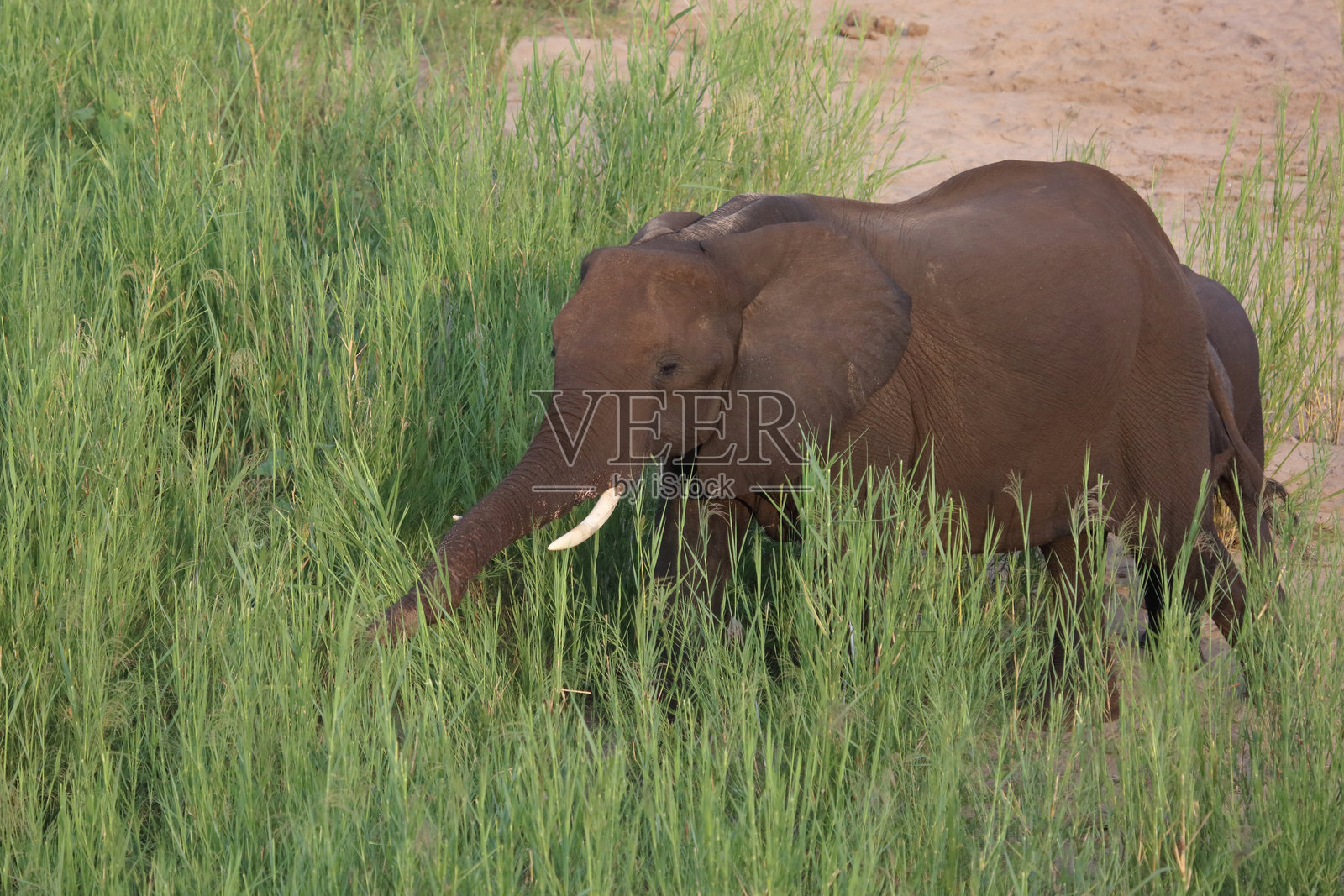 非洲象 / 非洲象 / 非洲象照片摄影图片