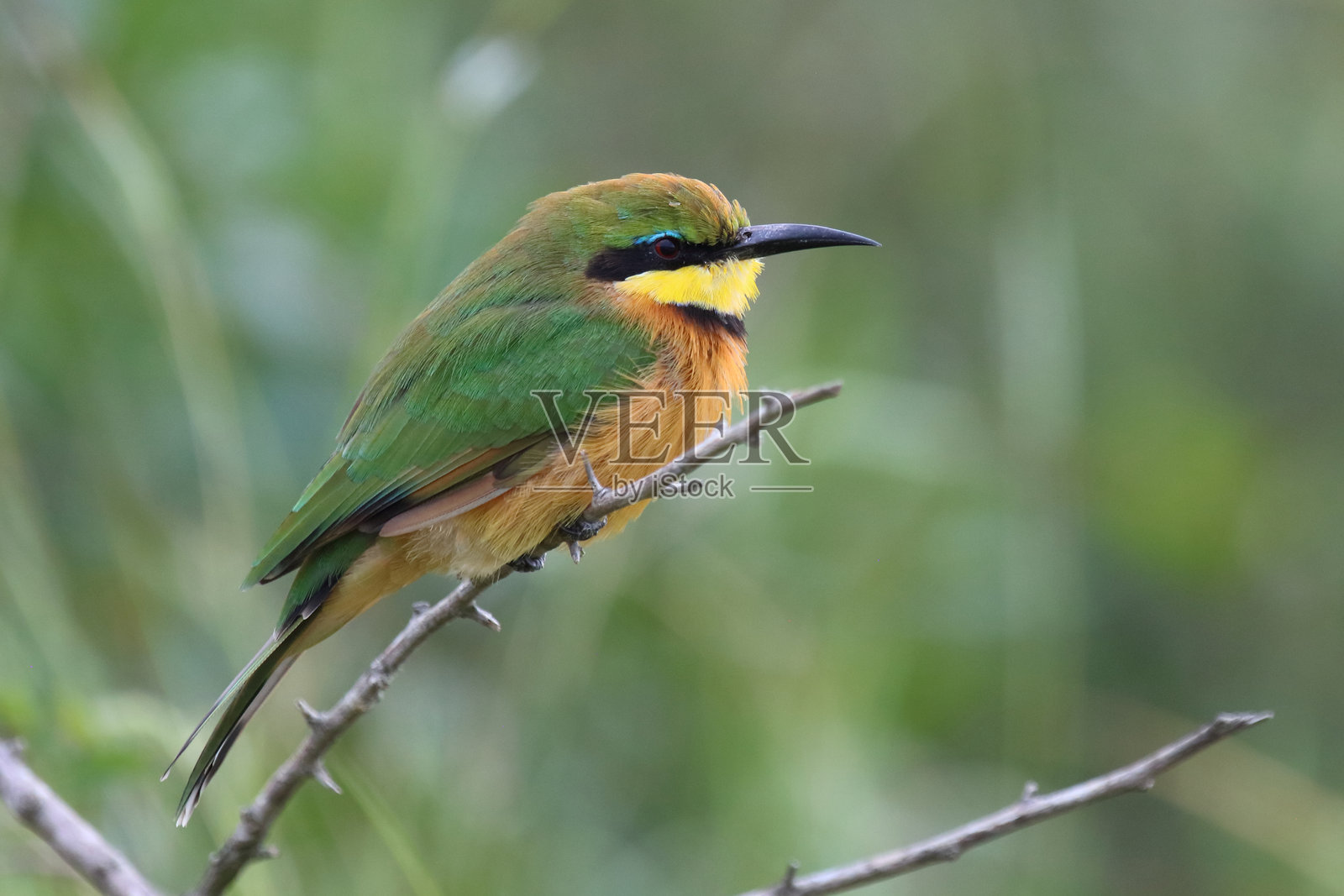 小蜜蜂鸟 / Merops pusillus照片摄影图片