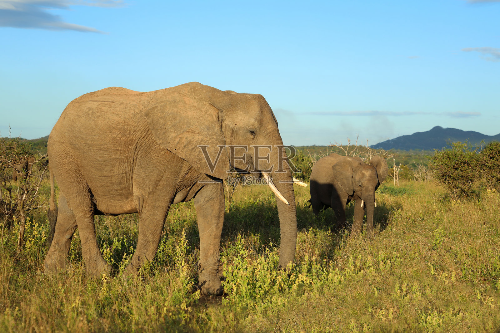 非洲象 / African elephant / Loxodonta africana照片摄影图片