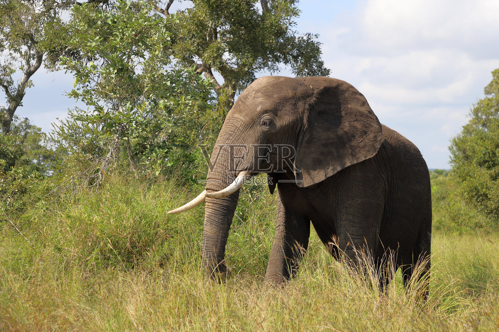 非洲象 / African elephant / Loxodonta africana照片摄影图片