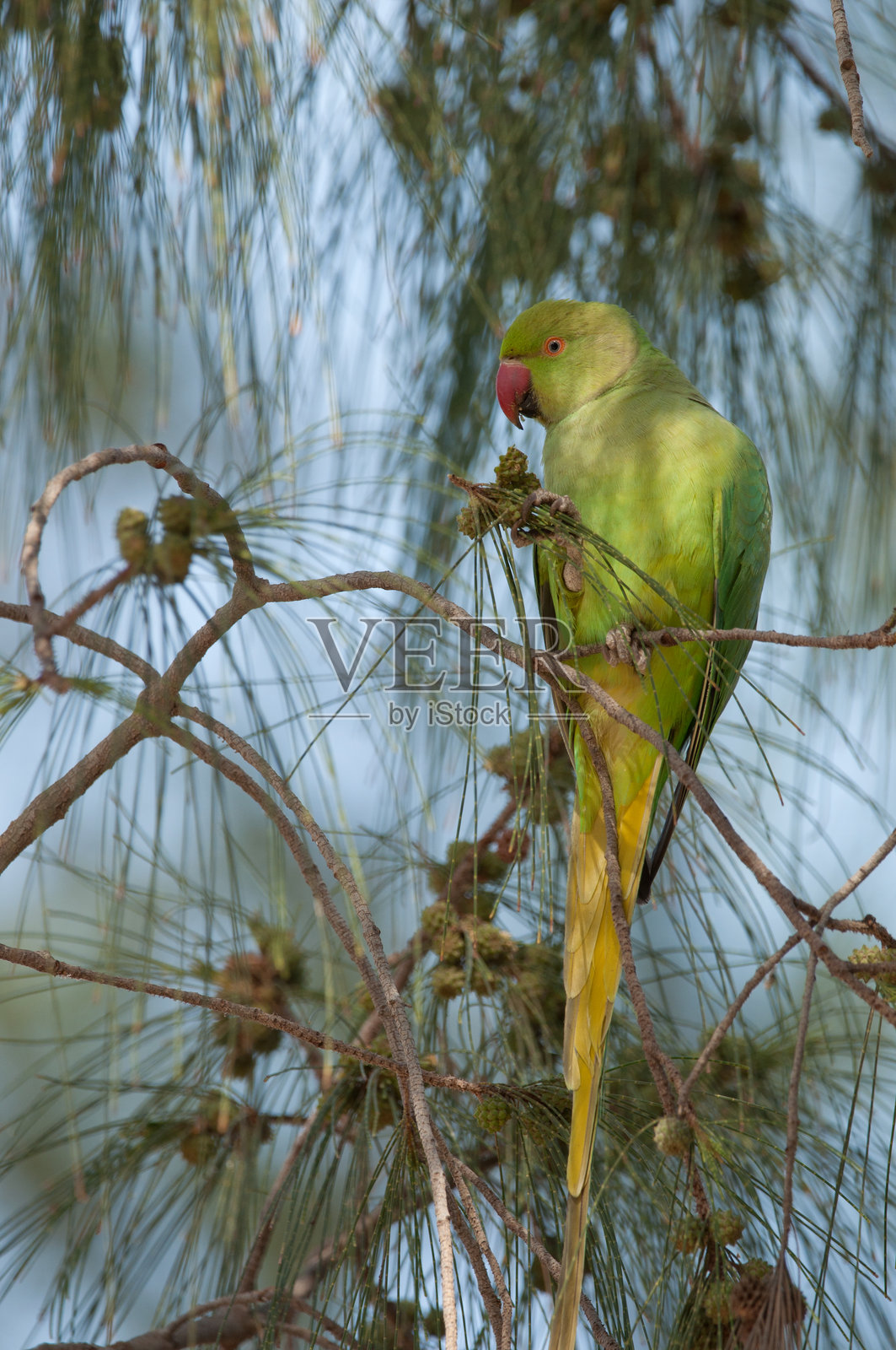 玫瑰环鹦鹉在吃海岸松果的种子。照片摄影图片