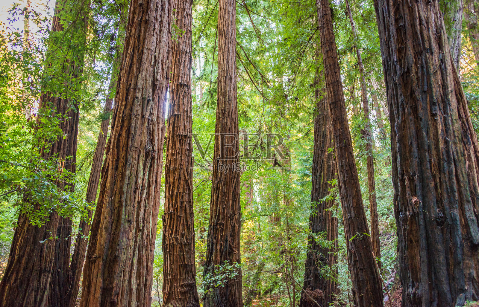 高耸的松树,穆尔森林国家纪念碑照片摄影图片