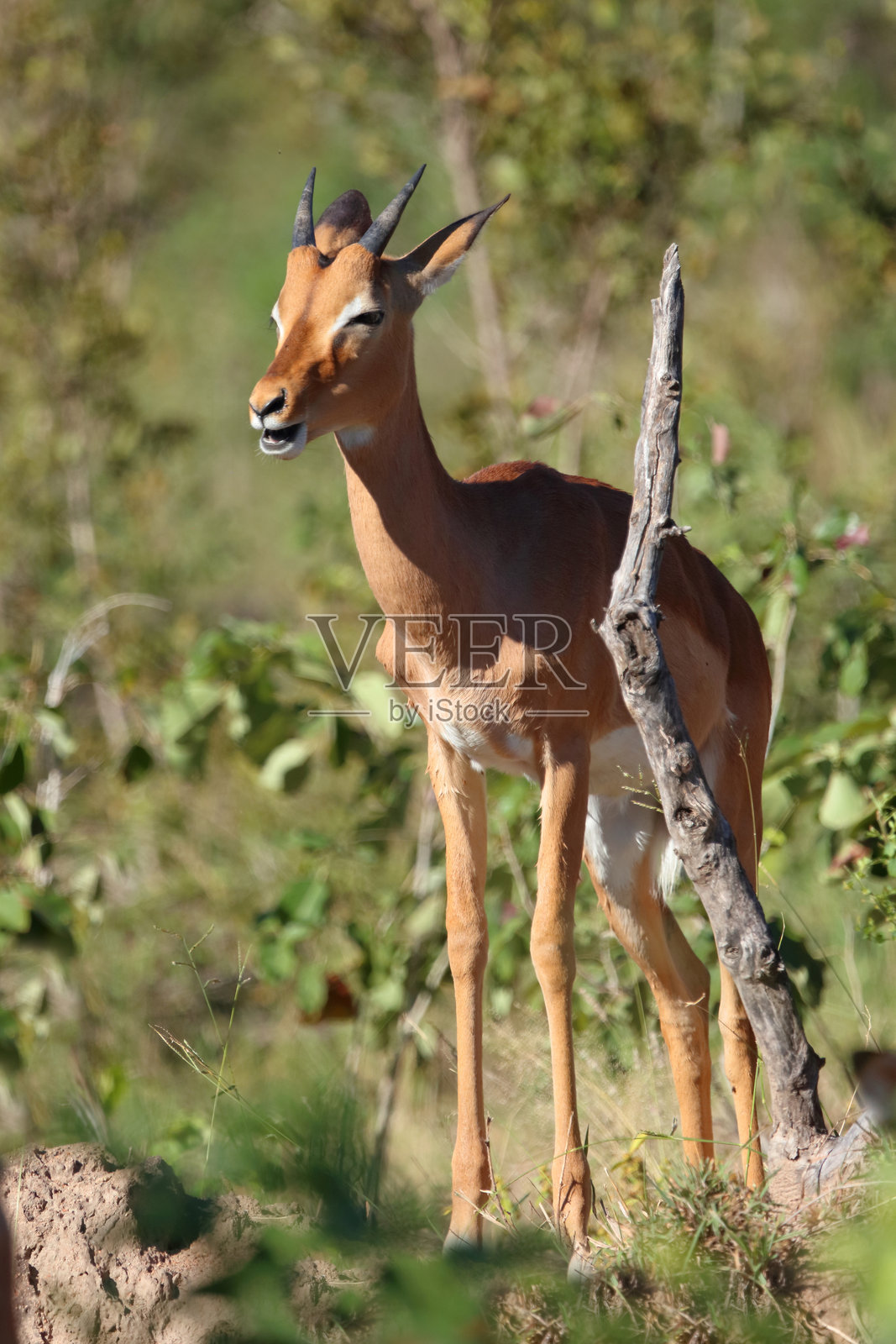 黑斑羚 / Impala / Aepyceros melampus照片摄影图片