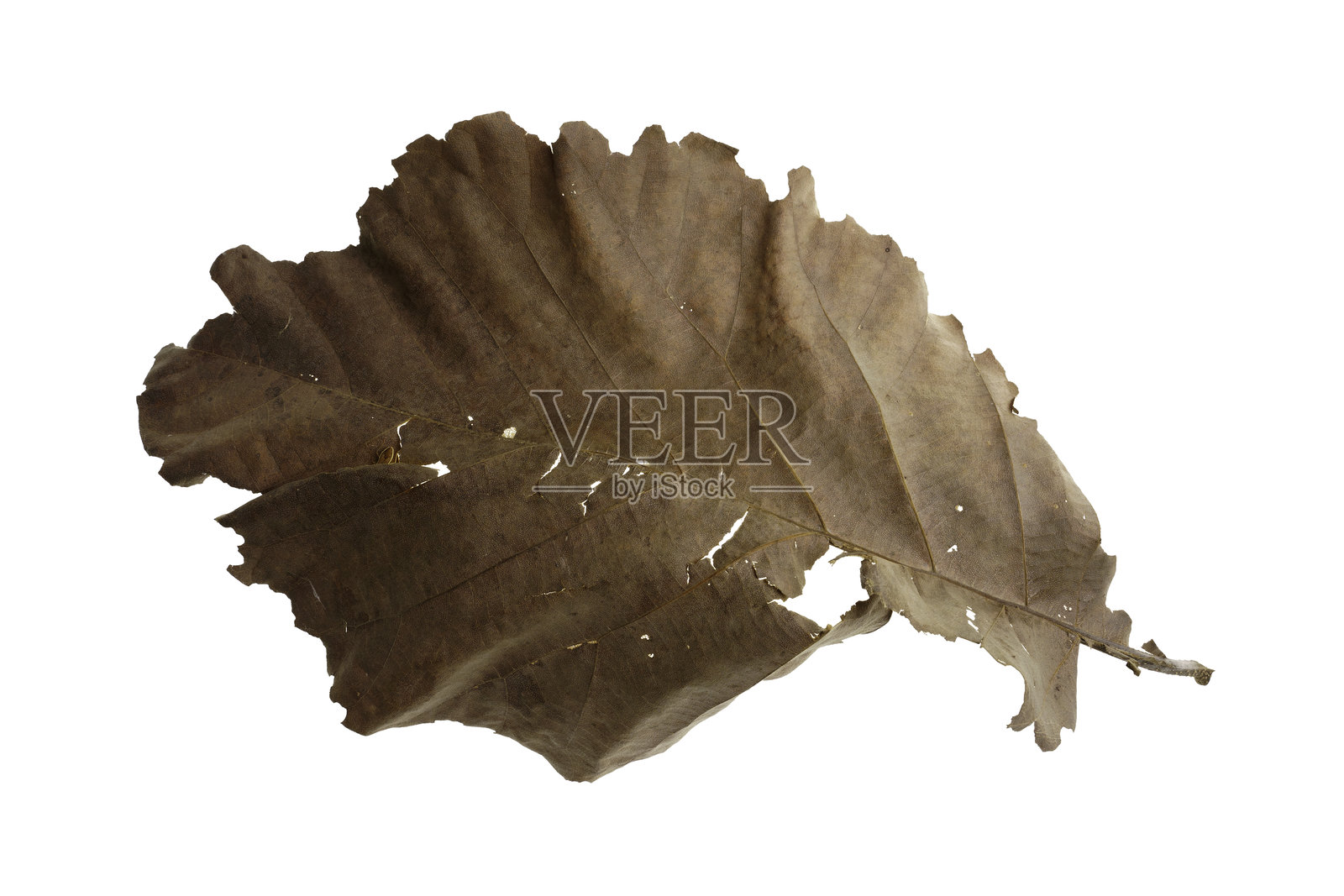 干枯的叶子在白色背景上飘落,棕色柚木叶子的纹理。照片摄影图片