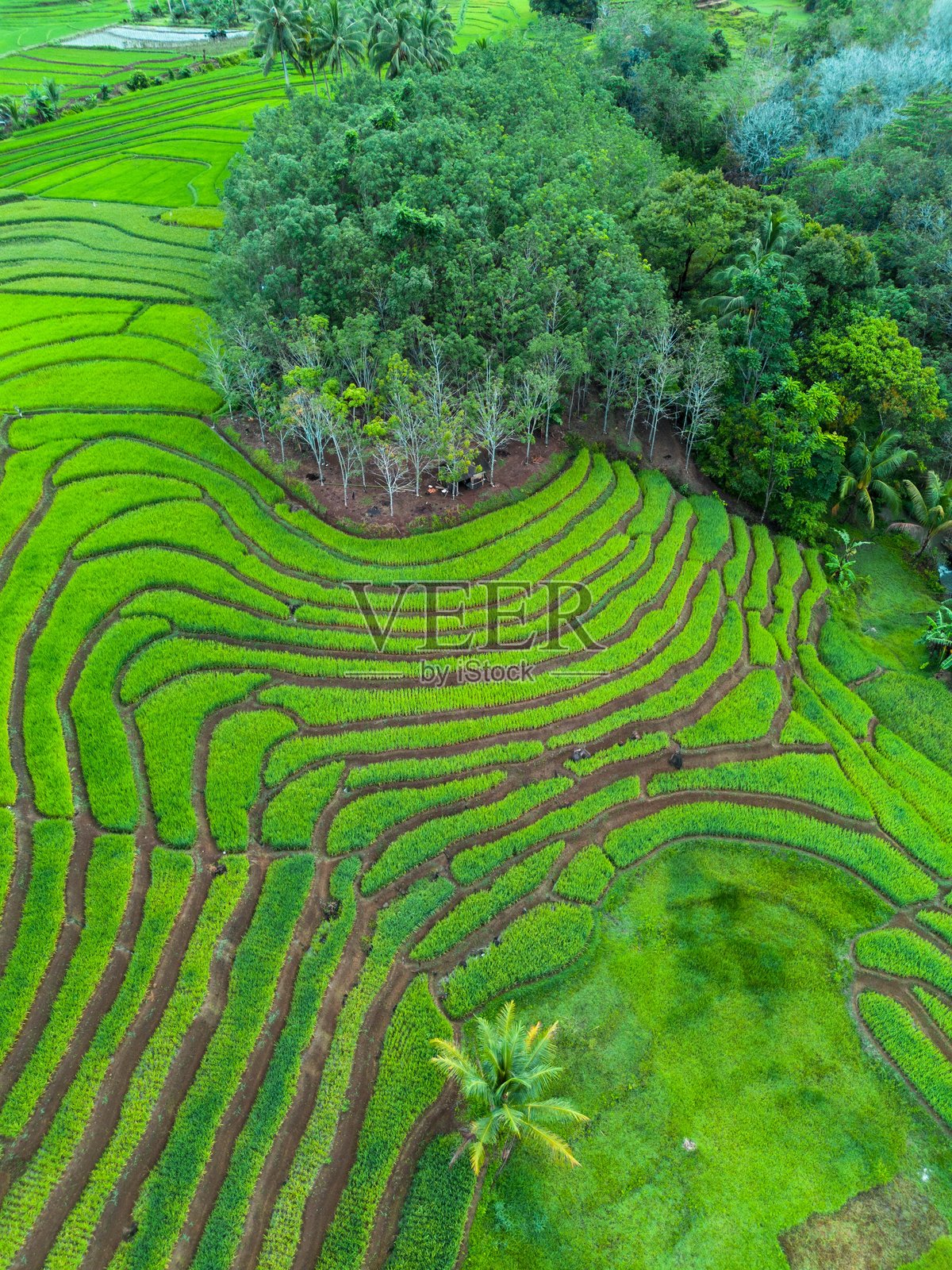 美丽的早晨景色,印度尼西亚全景,稻田与美丽的色彩和自然光的天空照片摄影图片