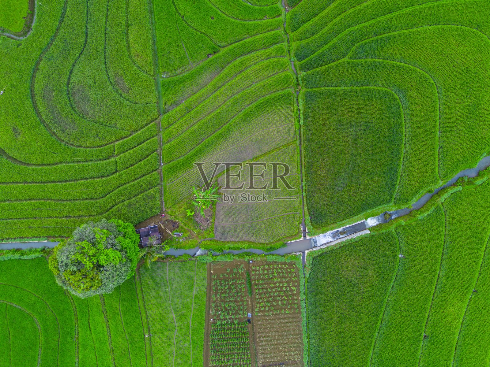 美丽的早晨景色,印度尼西亚全景,稻田与美丽的色彩和自然光的天空照片摄影图片