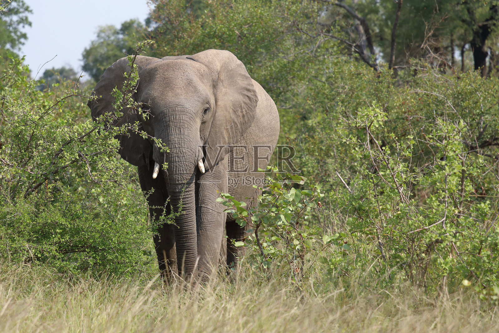 非洲象 / 非洲象 / 非洲象照片摄影图片