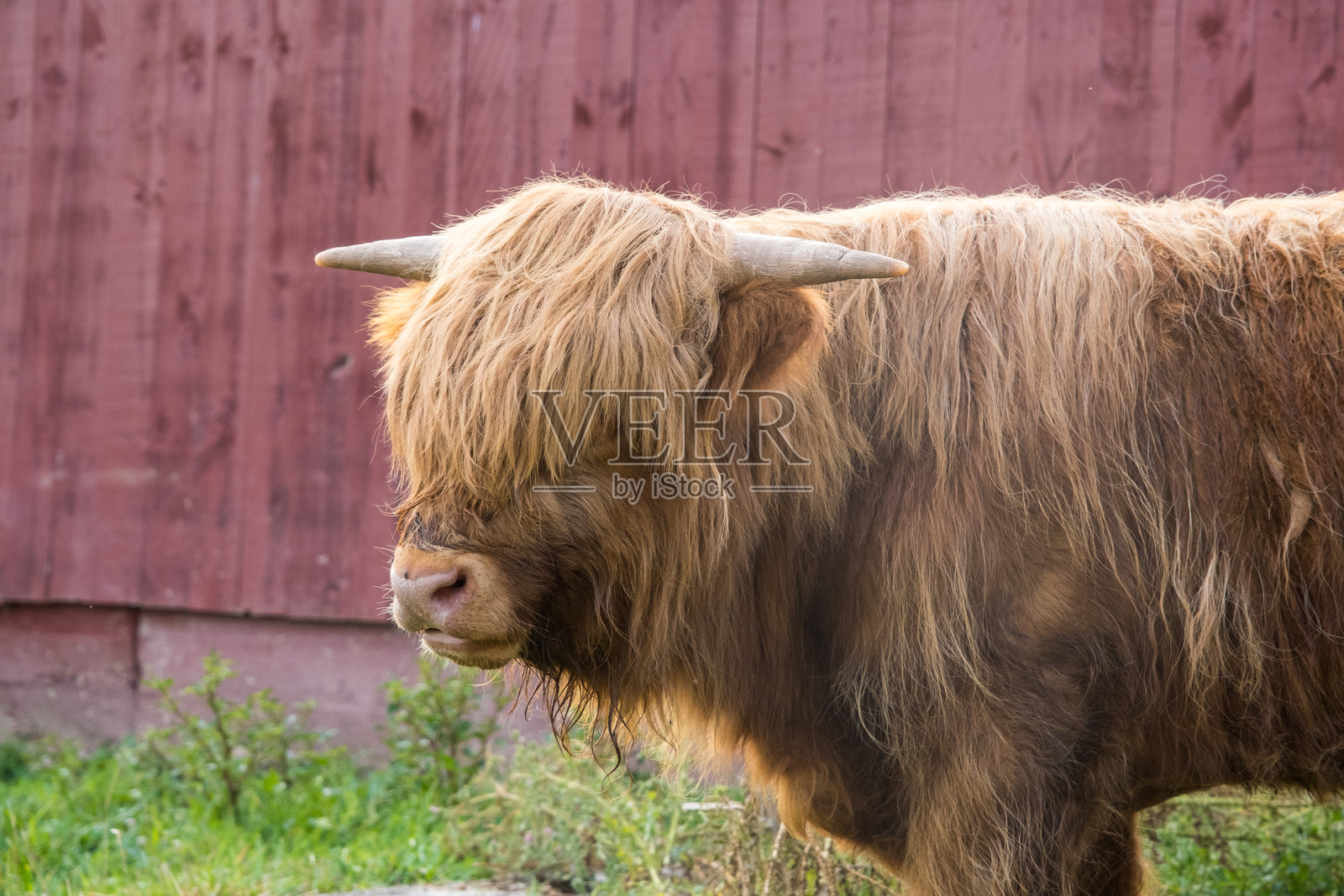 清晨的高地牛在乡村农场上照片摄影图片