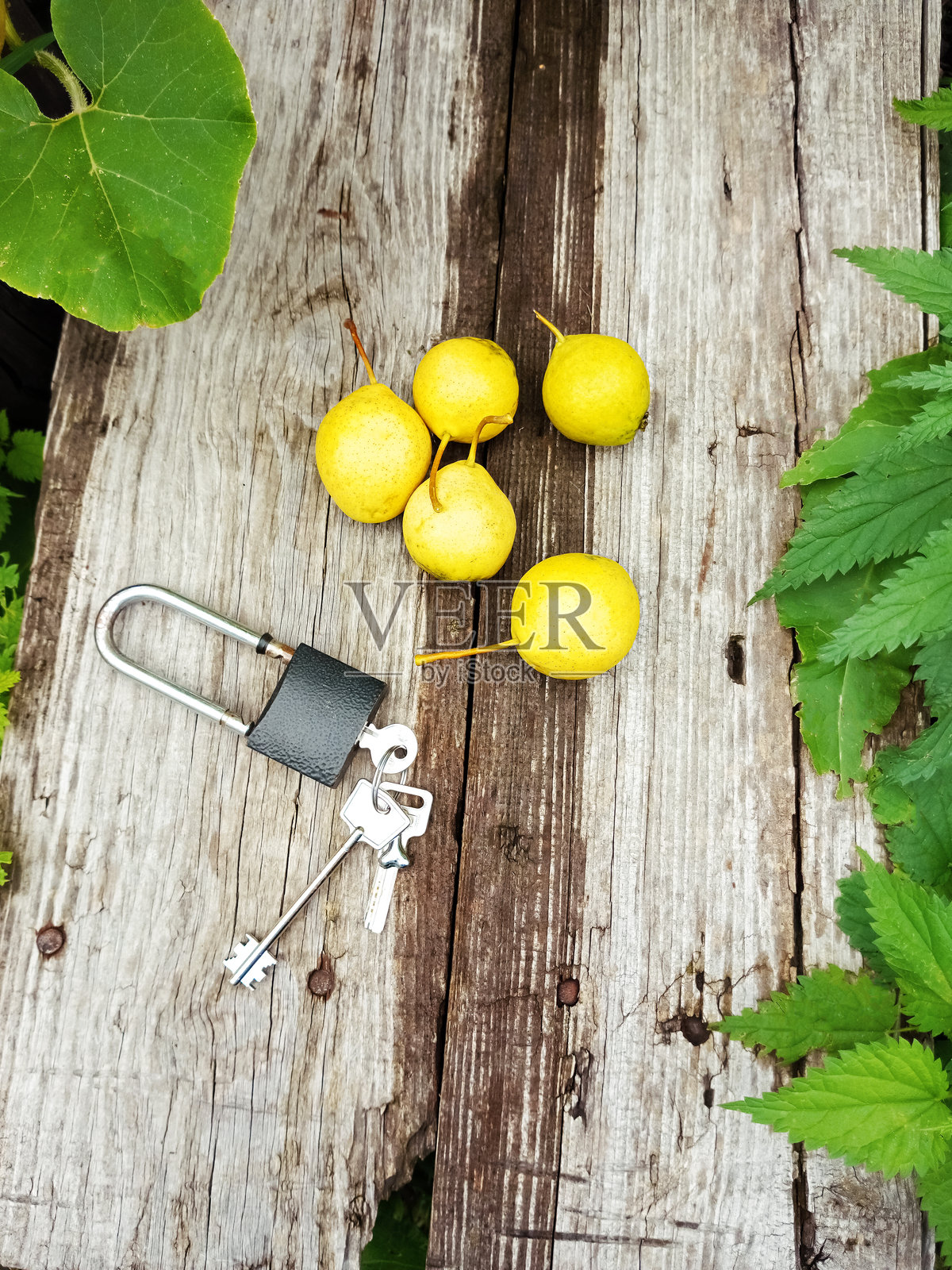 成熟的黄色梨子和带钥匙的谷仓锁放在夏季花园的老旧木板上。照片摄影图片